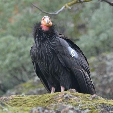 San Diego Safari Park Condor Cam