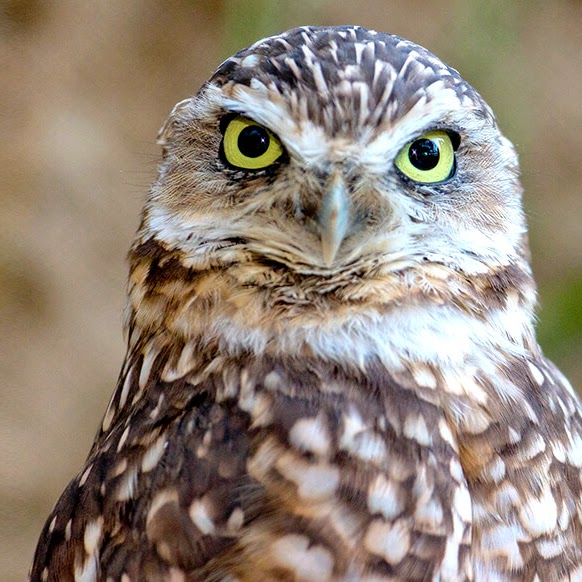San Diego Safari Park Burrowing Owl Cam