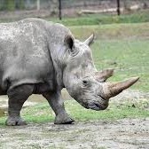 Houston Zoo Rhino Cam