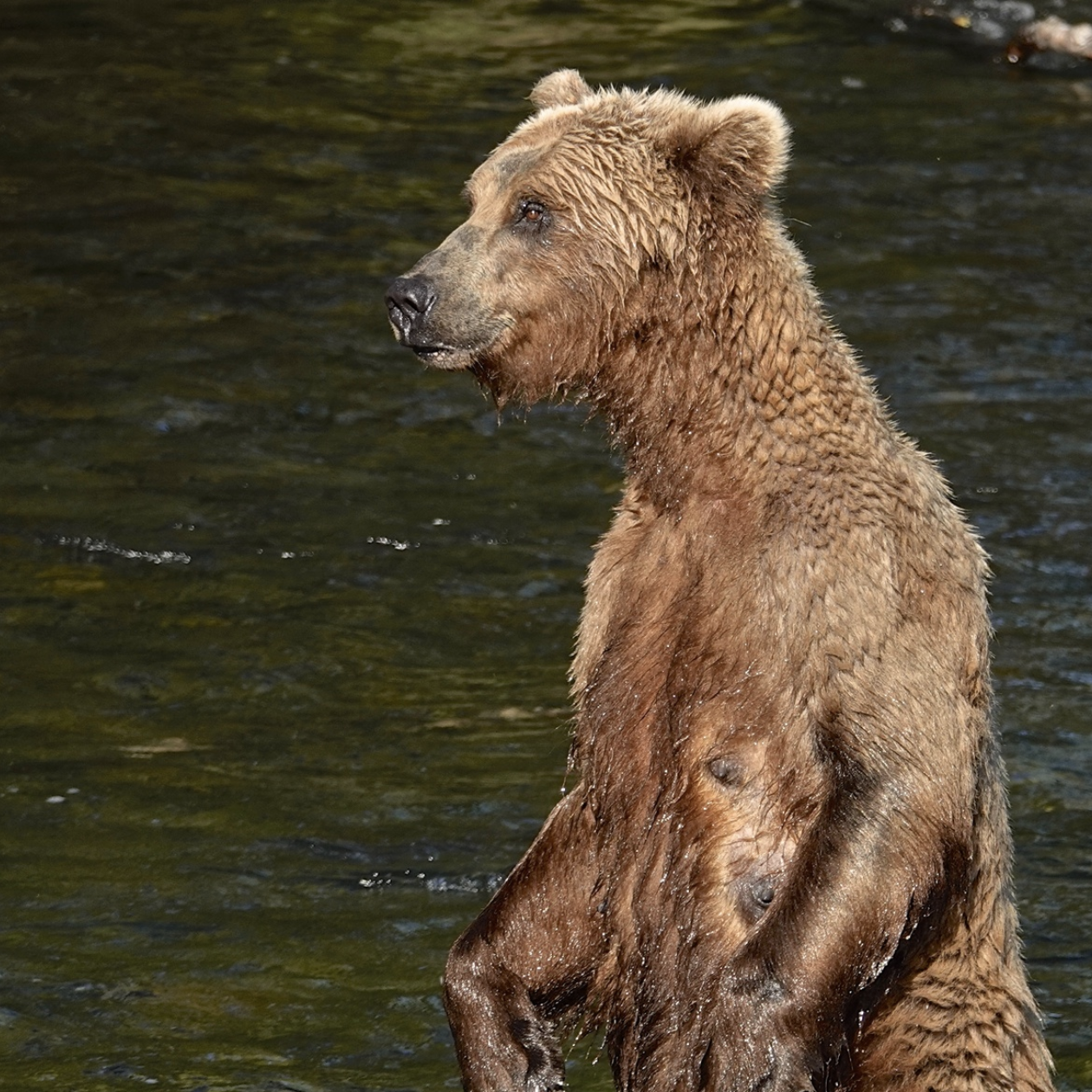 Brooks Falls Brown Bears