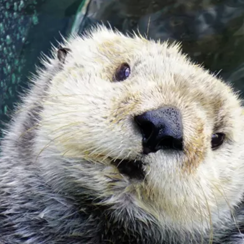 Monterey Aquarium Sea Otters Cam