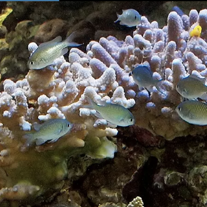 Monterey Aquarium Coral Reef Cam