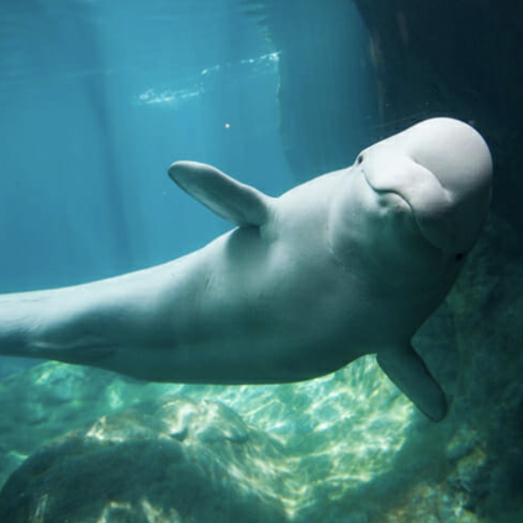 Georgia Aquarium Beluga Whale Cam