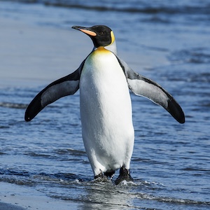 Penguin
