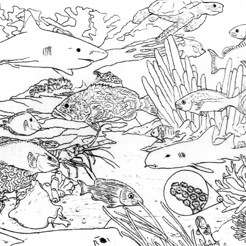 National Geographic Coloring Pages