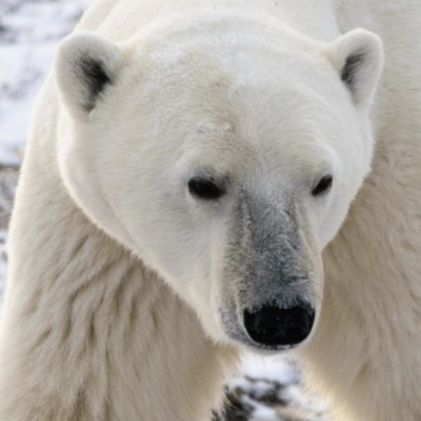 San Diego Zoo Polar Bear Cam