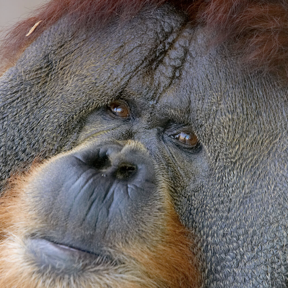 San Diego Zoo Ape Cam
