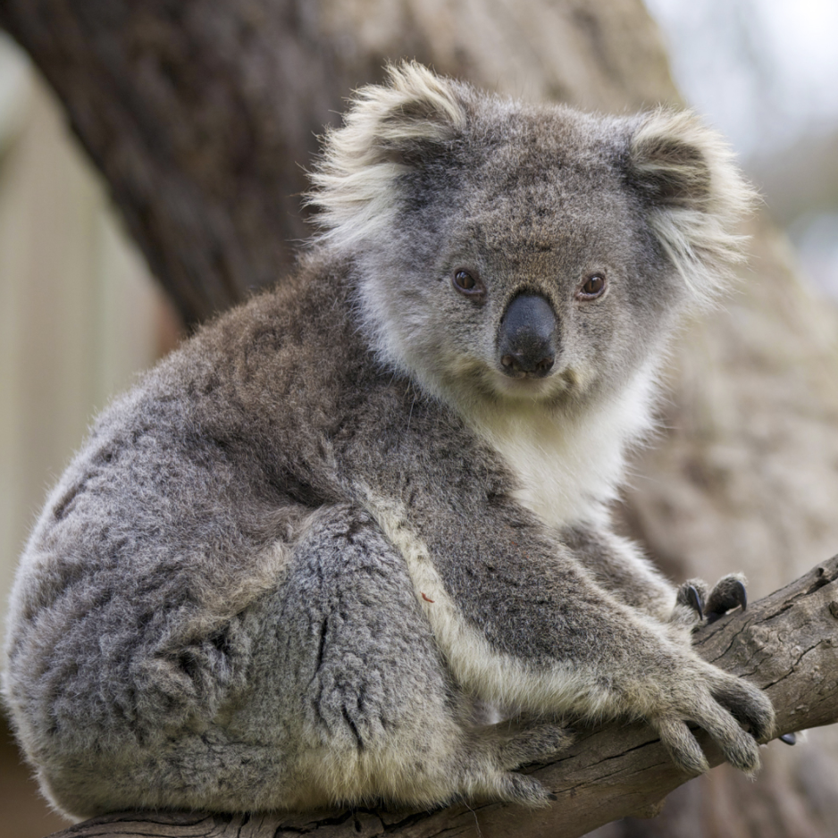 San Diego Zoo Koala Cam