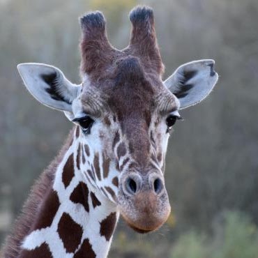 San Diego Safari Park Giraffe Cam