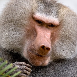 Baboon