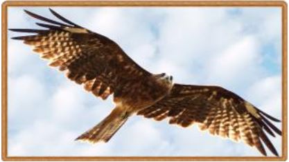 Hawk Pride Award 